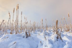 lake in winter