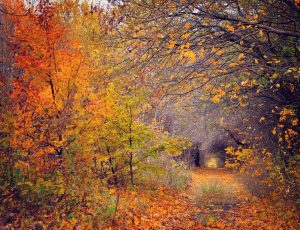 Pathway through the autumn forest